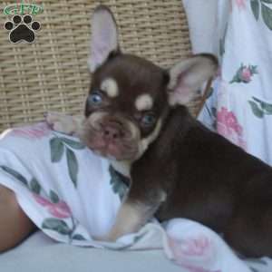 Maverick, French Bulldog Puppy